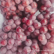 seasonal Sweet Egypt High Quality Natural Ftresh Grapes Fruit